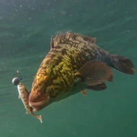 Westin Stanley The Stickleback Shadtail RNR Lure Sets 5.5cm/5g